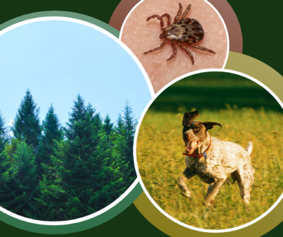 Image of dogs trees and tick