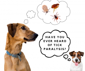 Two Missoula, MT dogs wondering about ticks and tick paralysis.