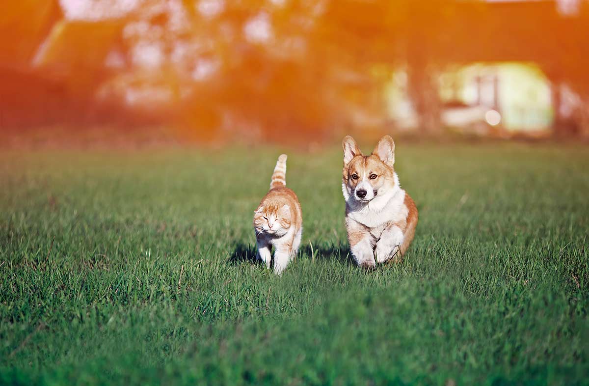Dog and cat running in a field