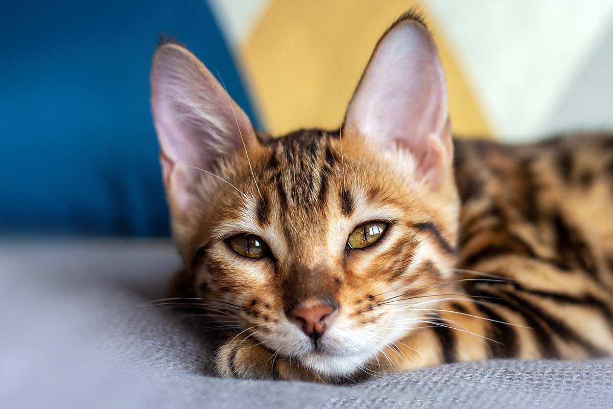 Cat on a blanket